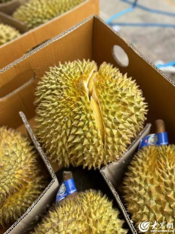 启运操盘 众点关注｜再忍10+天 “果中贵族”榴莲预计5月中下旬降价！
