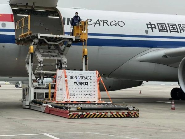 小熊猫配资 欢迎回家！旅法大熊猫“欢欢”“圆仔”平安落地成都